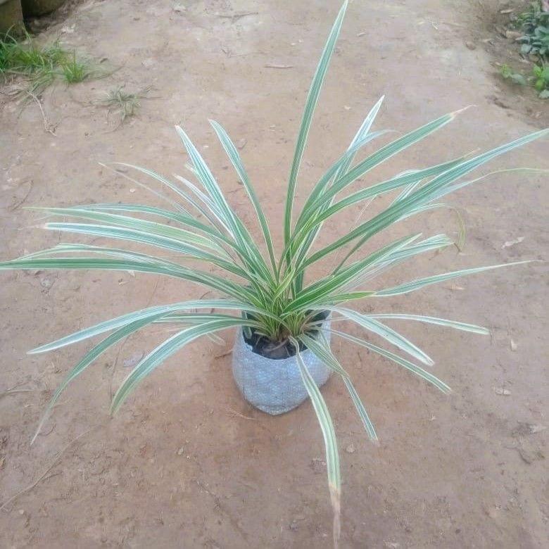 Ribbon Grass in 4 Inch Nursery Bag