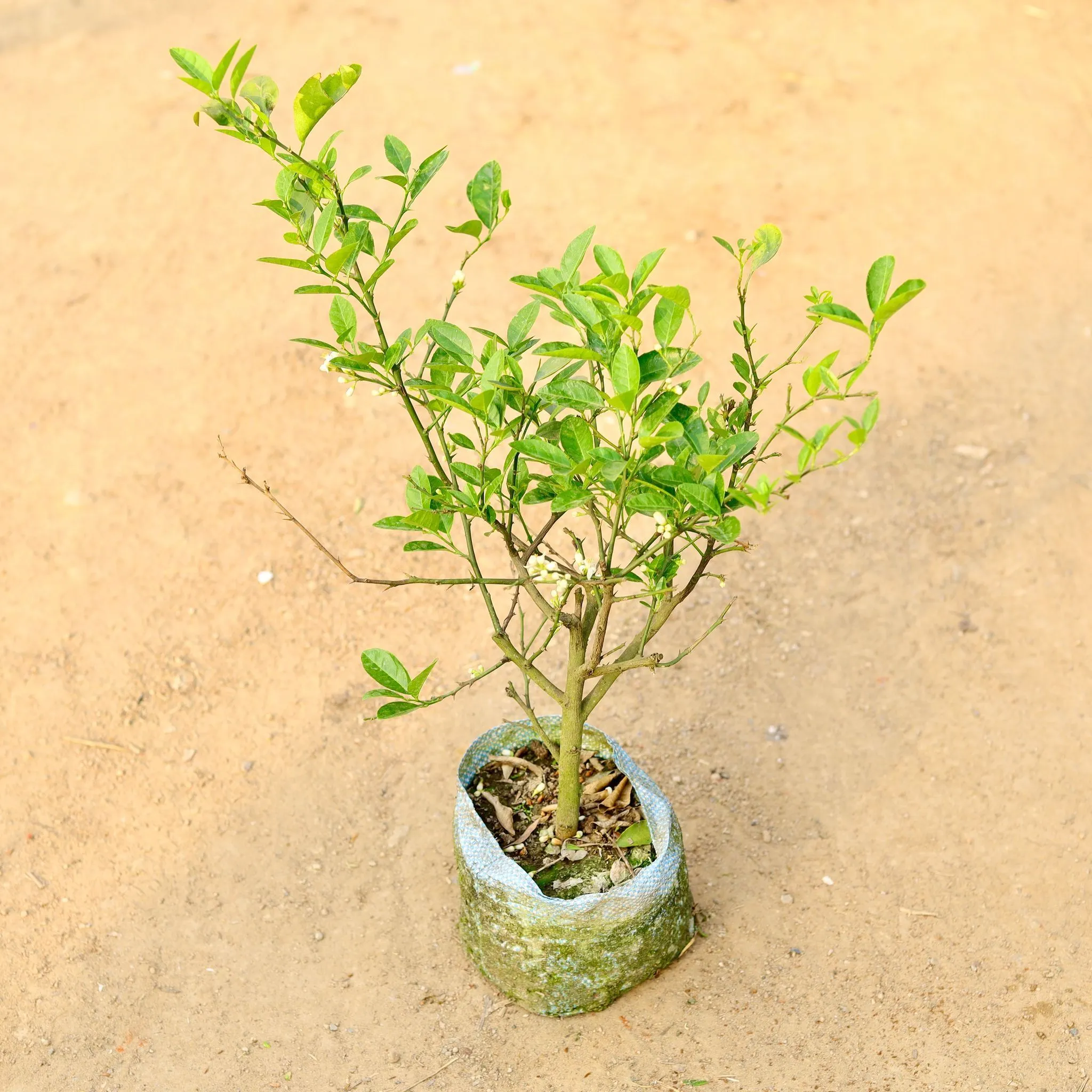 Kagzi Lemon /Nimbu Plant Fruited in 7 Inch Nursery Bag