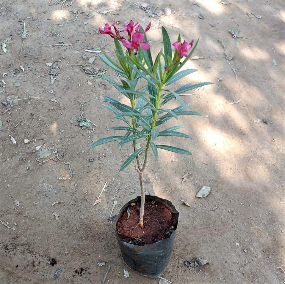 Buy Kaner / Oleander Dwarf (any colour) in 5 Inch Nursery Bag Online | Urvann.com Kaner / Oleander Dwarf (any colour) in 4 Inch Nursery Bag