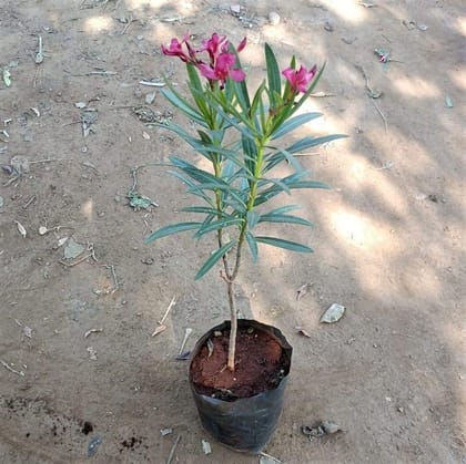 Buy Kaner / Oleander Dwarf (any colour) in 5 Inch Nursery Bag Online | Urvann.com