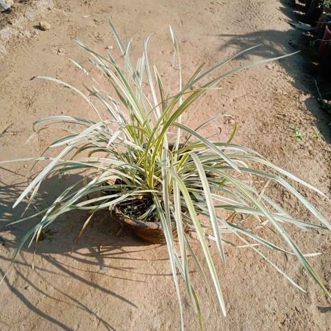 Ribbon Grass in 5 Inch Clay Pot