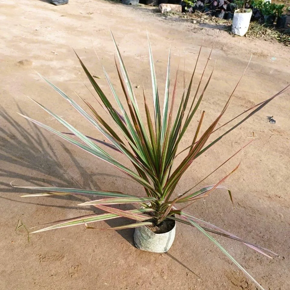 Air Purifying - Dracaena marginata/Colorama Red in 4 Inch Nursery Bag