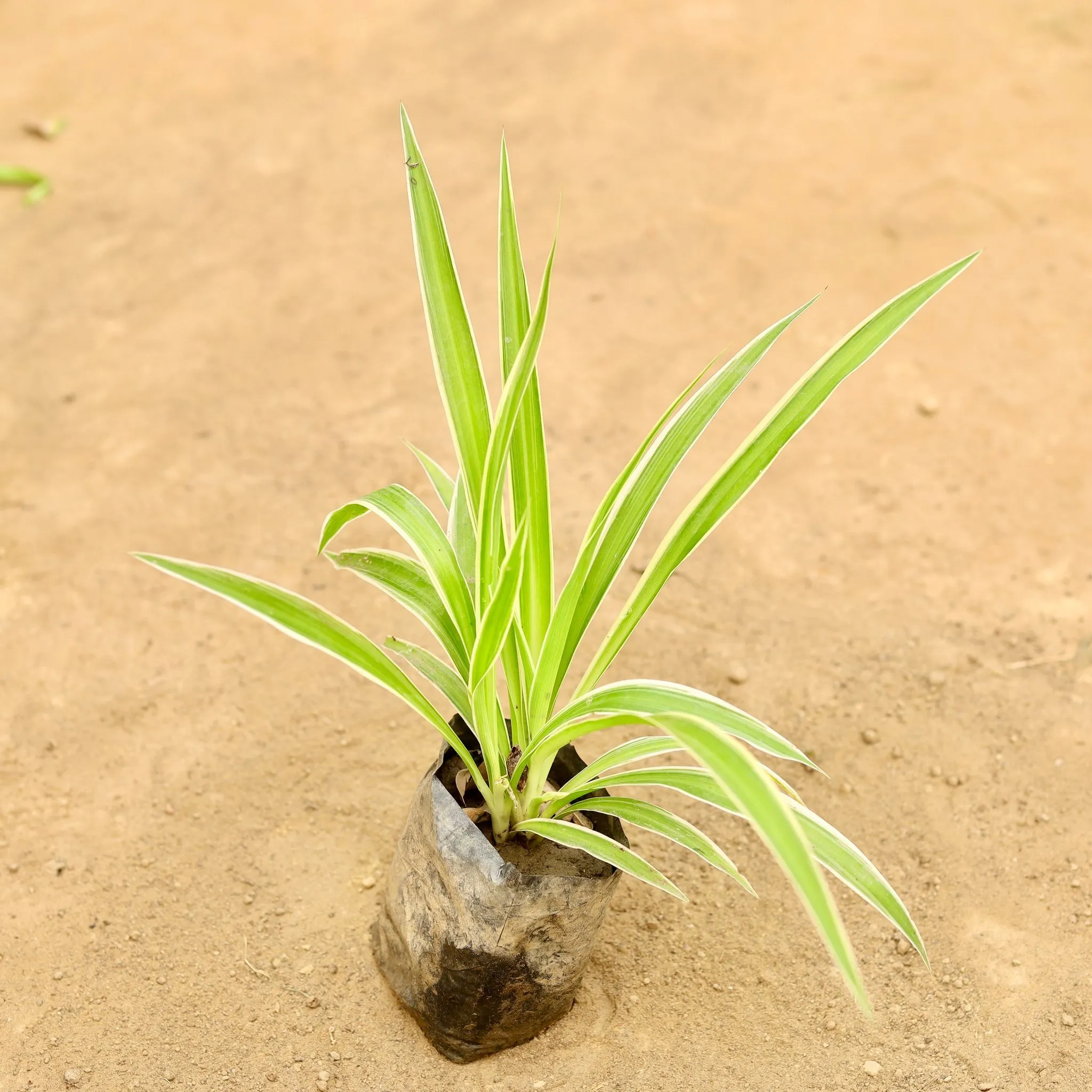 Spider Plant in 4 Inch Nursery Bag