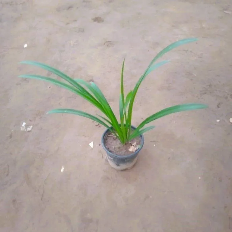 Spider Lily in 6 Inch Nursery Pot
