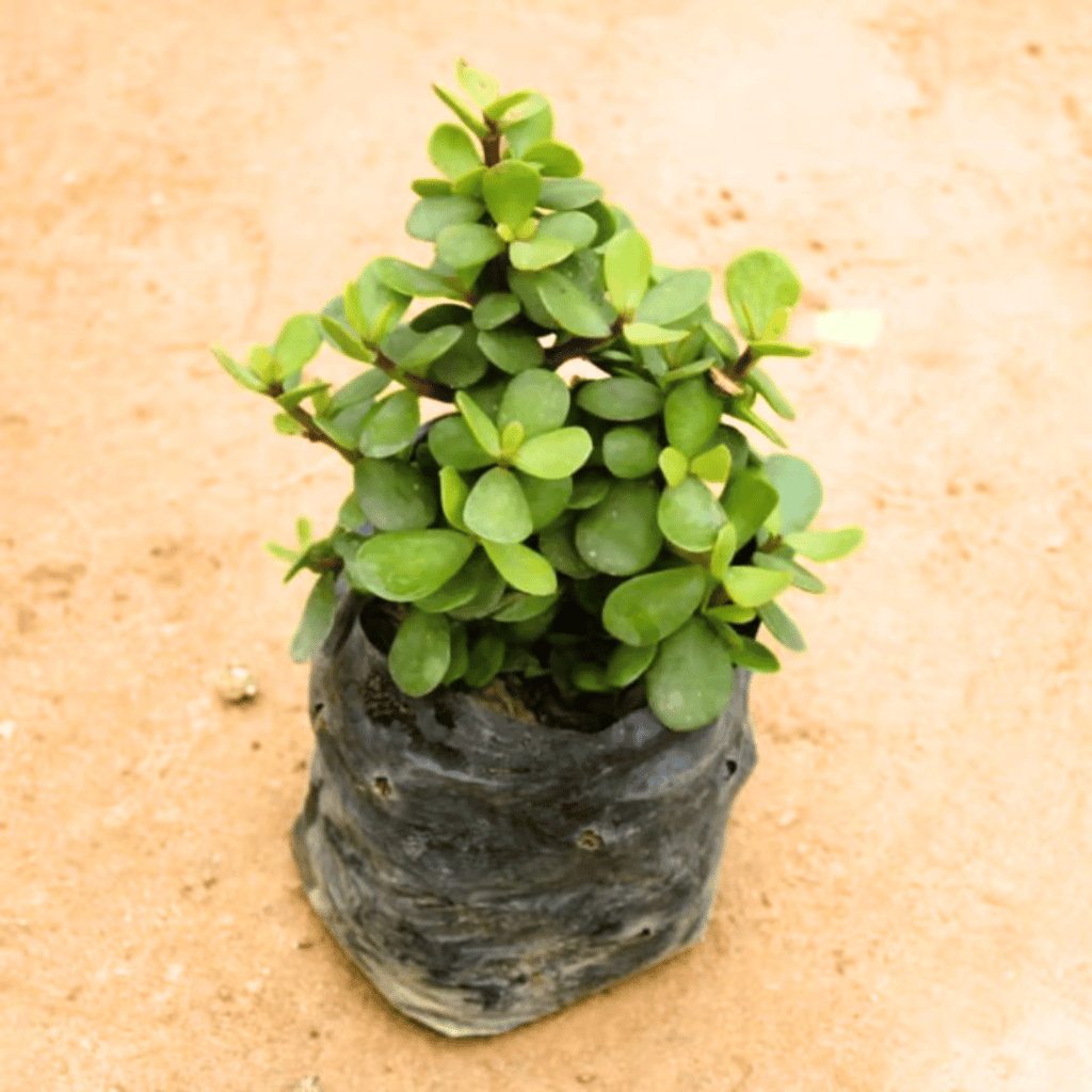 Bangalore Jade / Big Leaf Jade in 4 Inch Nursery Bag