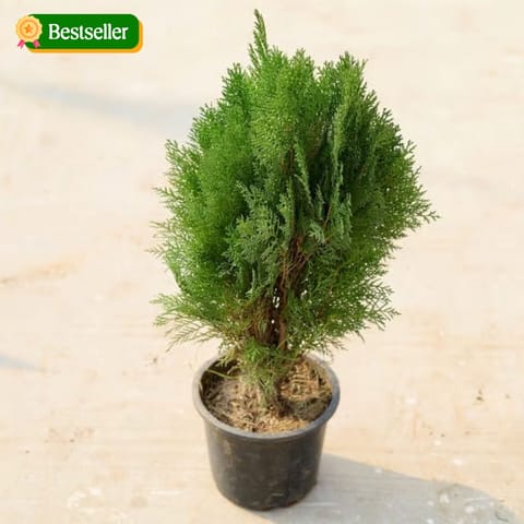 Morpankhi / Thuja in 8 Inch Nursery Pot