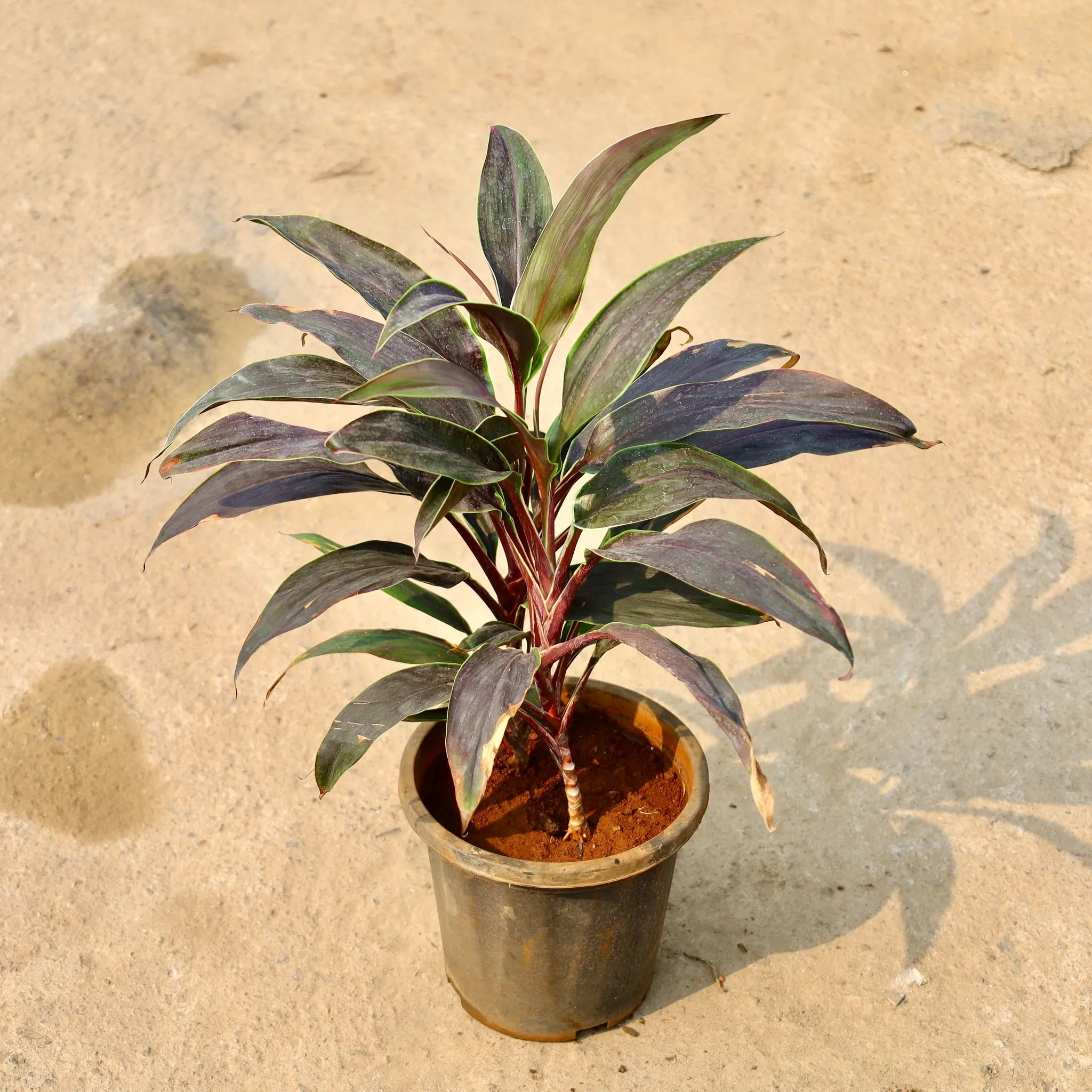 Dracaena Chocolate in 8 Inch Nursery Pot