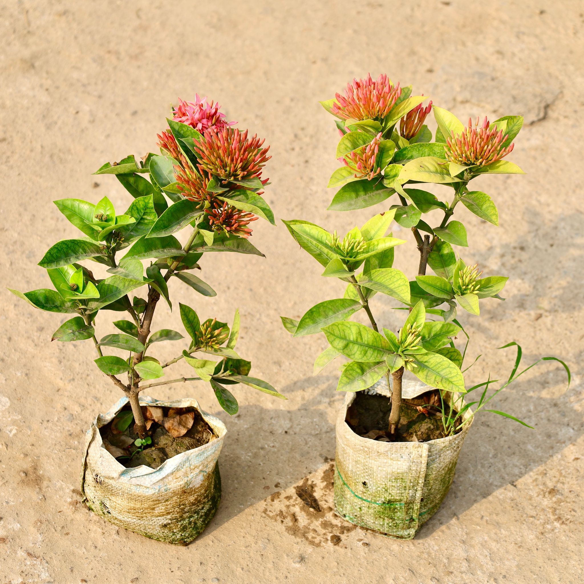 Set of 2 - Ixora pink in 8 Inch Nursery Bag