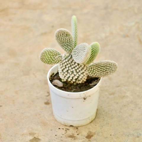 Bunny Ear Cactus in 3 Inch Nursery Pot