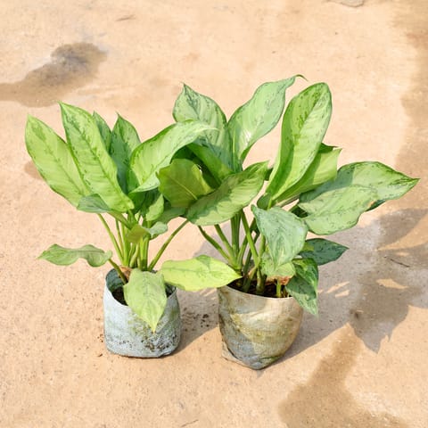 Set of 2 - Aglaonema Green in 8 Inch Nursery Bag