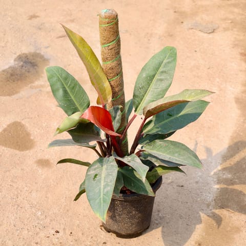 Oxycardium with 3 Ft Moss Stick in 10 Inch Nursery Pot