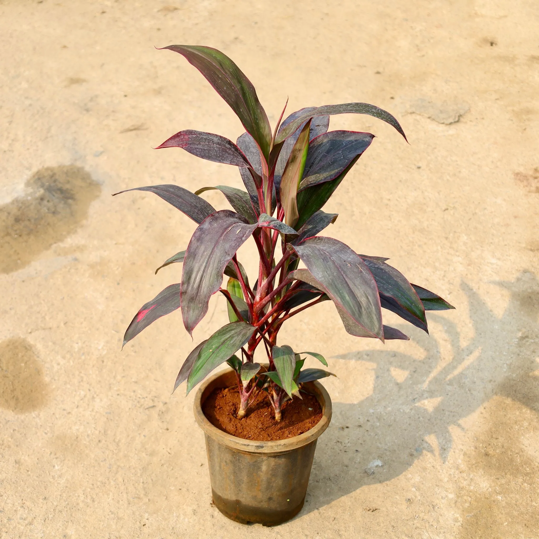 Dracaena Mahatma in 8 Inch Nursery Pot