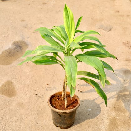 Buy Dracaena Green in 8 Inch Nursery Pot Online | Urvann.com