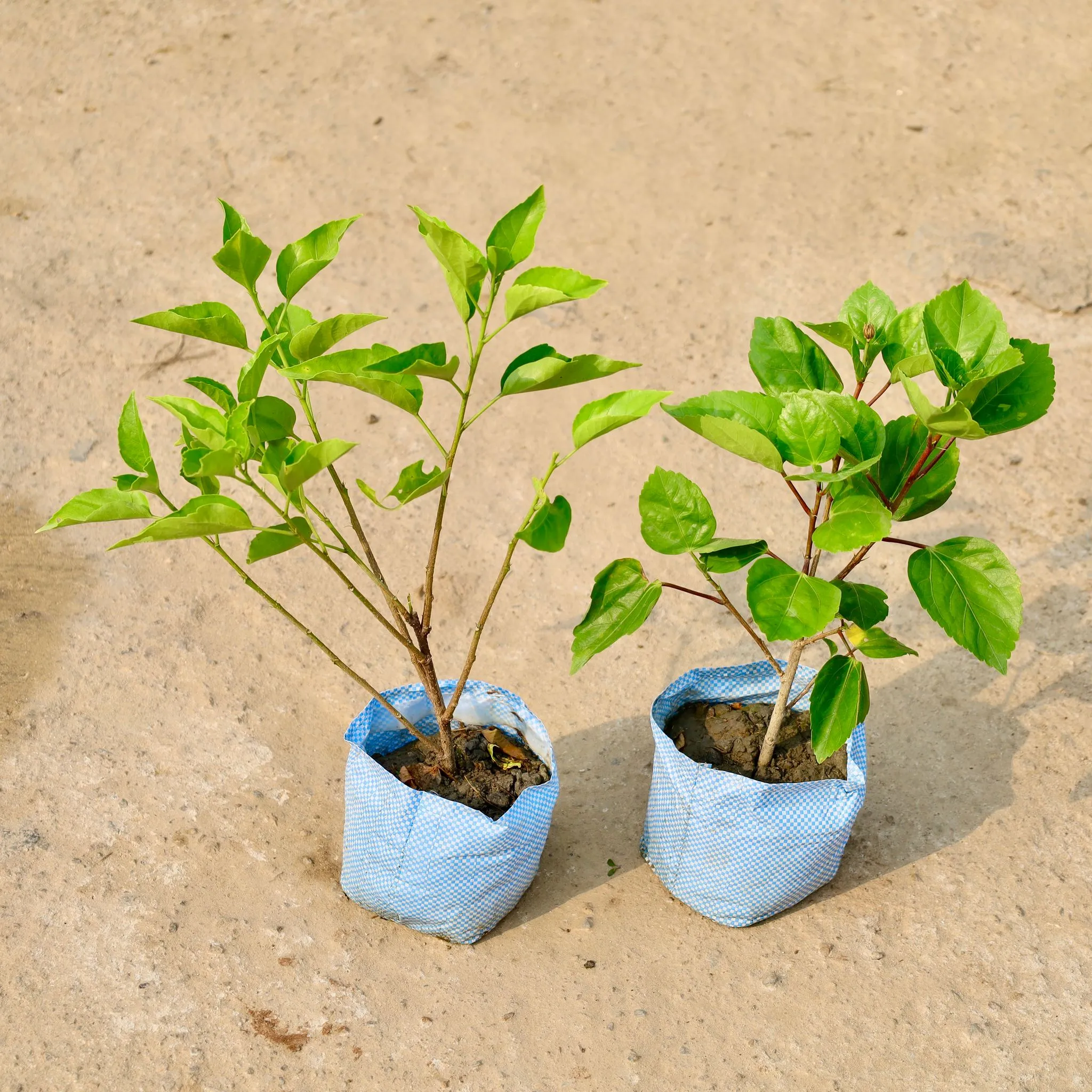 Set of 2 - Hibiscus / Gudhal (Any Colour) in 8 Inch Nursery Bag