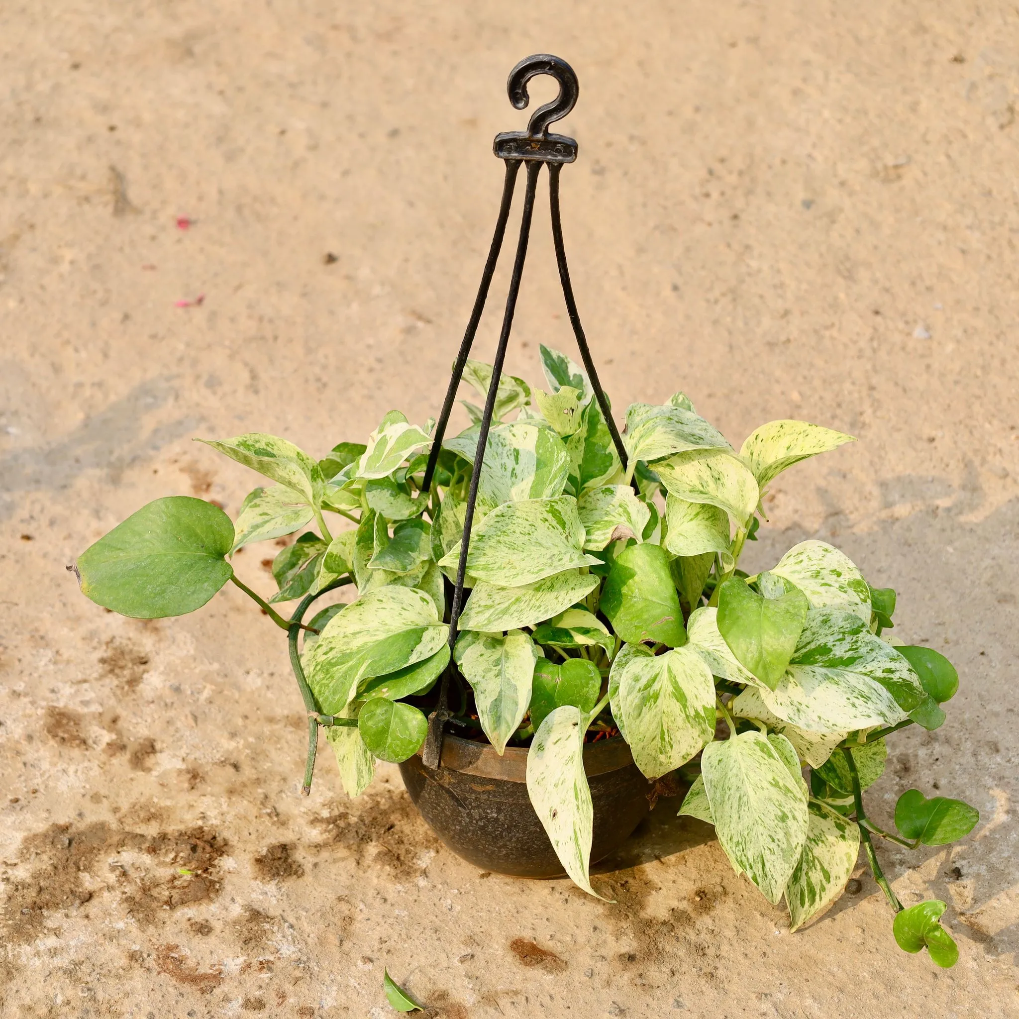 Air Purifying - Money Plant in 8 Inch Black Hanging Basket