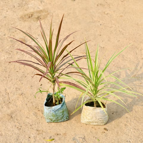 Air Purifying - Set of 2 - Dracaena Marginata / Colorama (Red & Green) in 4 Inch Nursery Bag