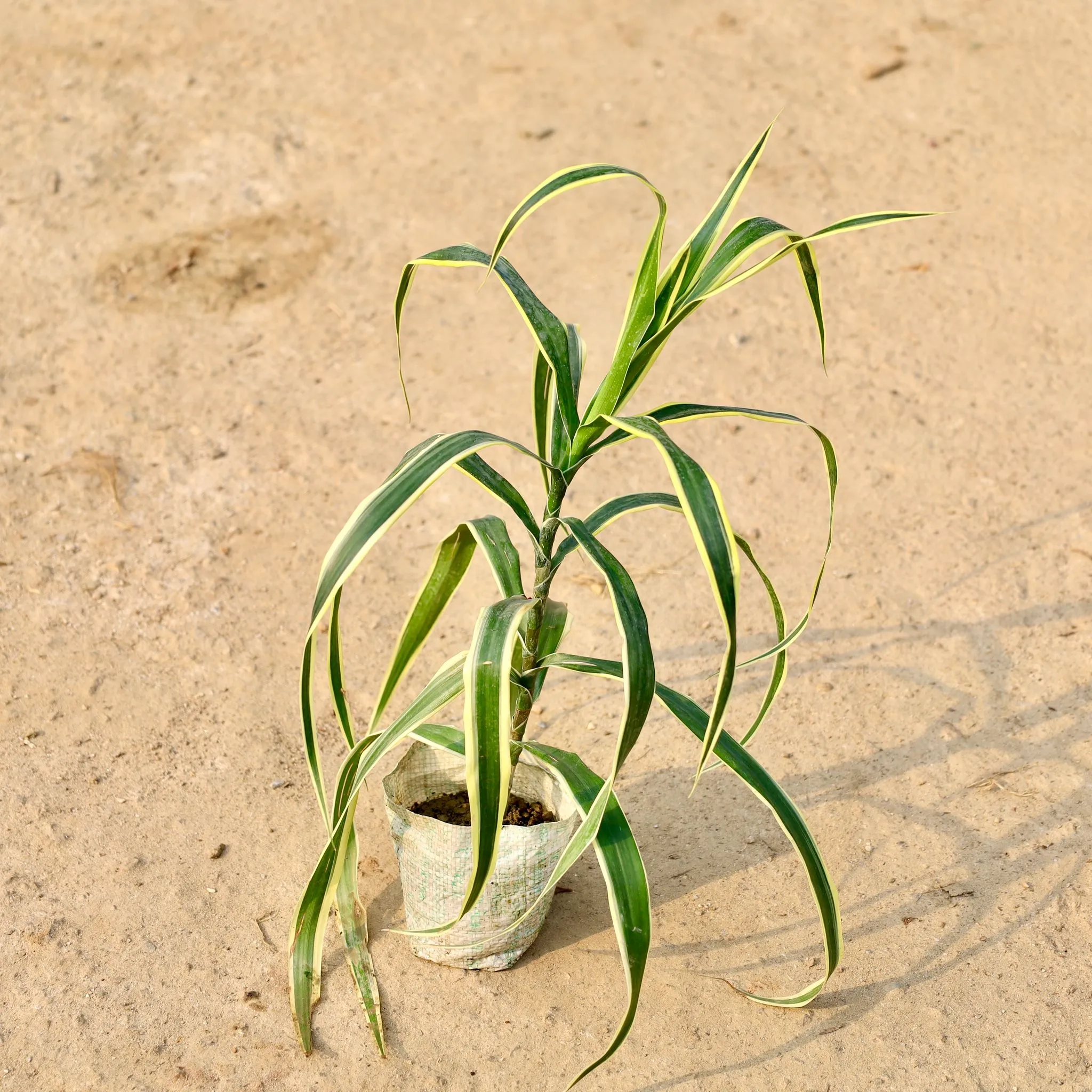 Dracaena Jamaica in 4 Inch Nursery Bag