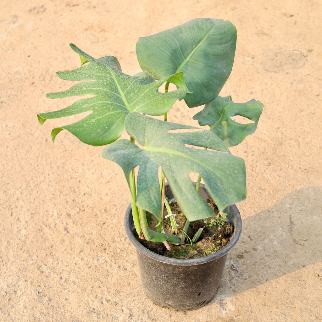 Buy Monstera Deliciosa in 10 Inch Nursery Pot Online | Urvann.com Monstera Deliciosa in 10 Inch Nursery Pot