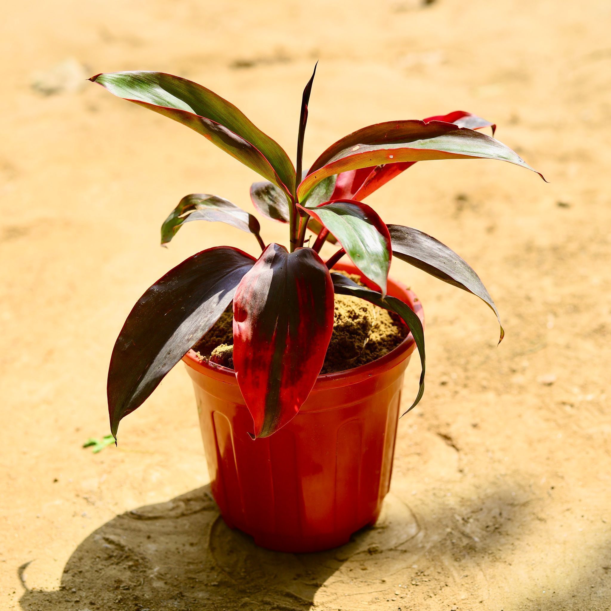 Dracaena Rosea in 6 Inch Red Super Nursery Pot