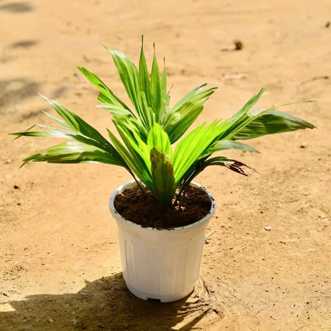 China / Fan Palm in 6 Inch White Super Nursery Pot