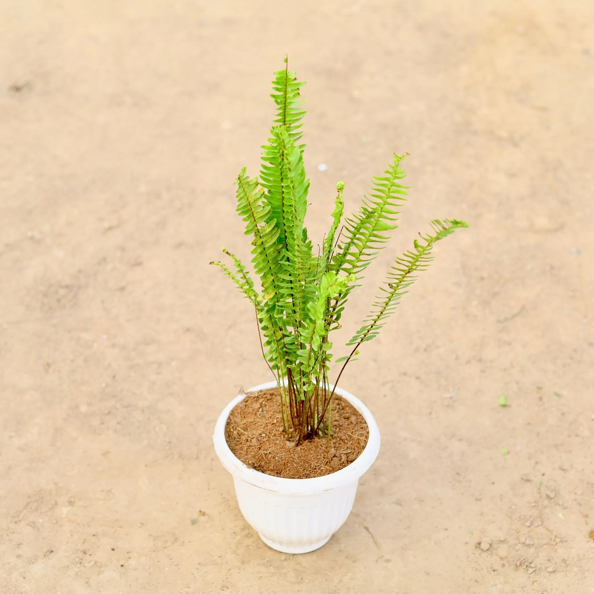 Boston Fern in 8 Inch White Olive Plastic Pot