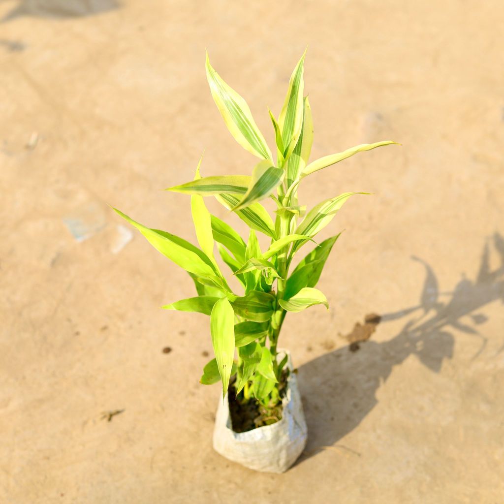 Buy Golden Lucky Bamboo in 4 Inch Nursery Bag Online | Urvann.com Golden Lucky Bamboo in 4 Inch Nursery Bag