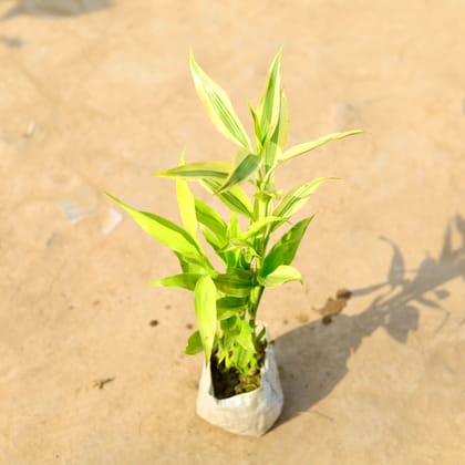Buy Golden Lucky Bamboo in 4 Inch Nursery Bag Online | Urvann.com