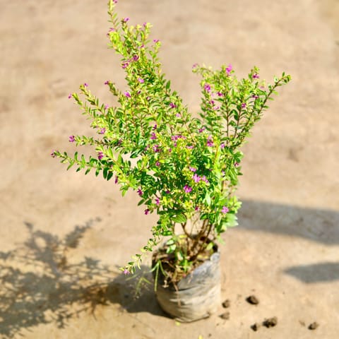 Cuphea / False Heather (any colour) in 4 inch Nursery Bag