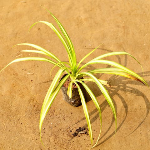 Pandanus / Screwpine in 4 Inch Nursery Bag