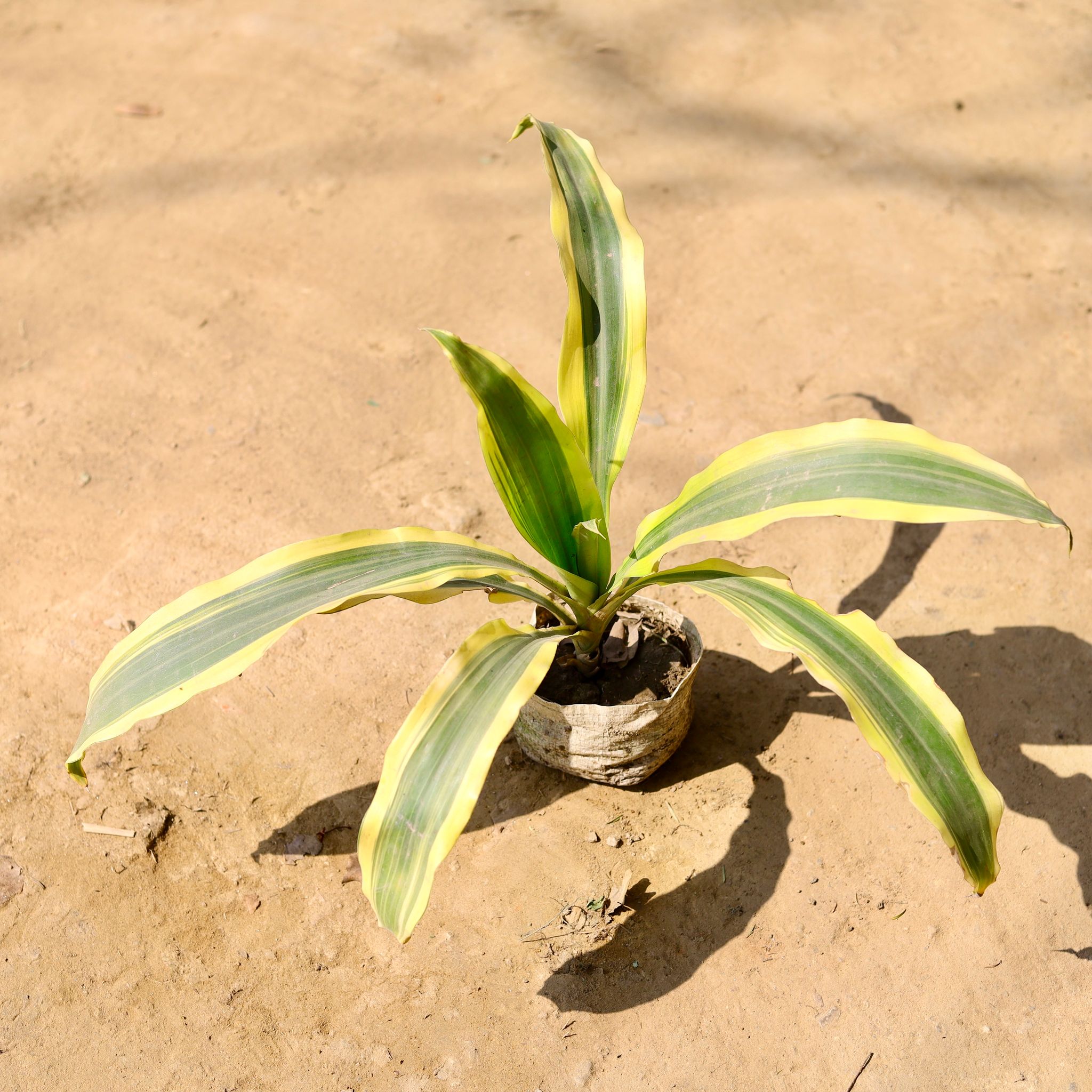 Dracaena Victoria in 4 Inch Nursery Bag