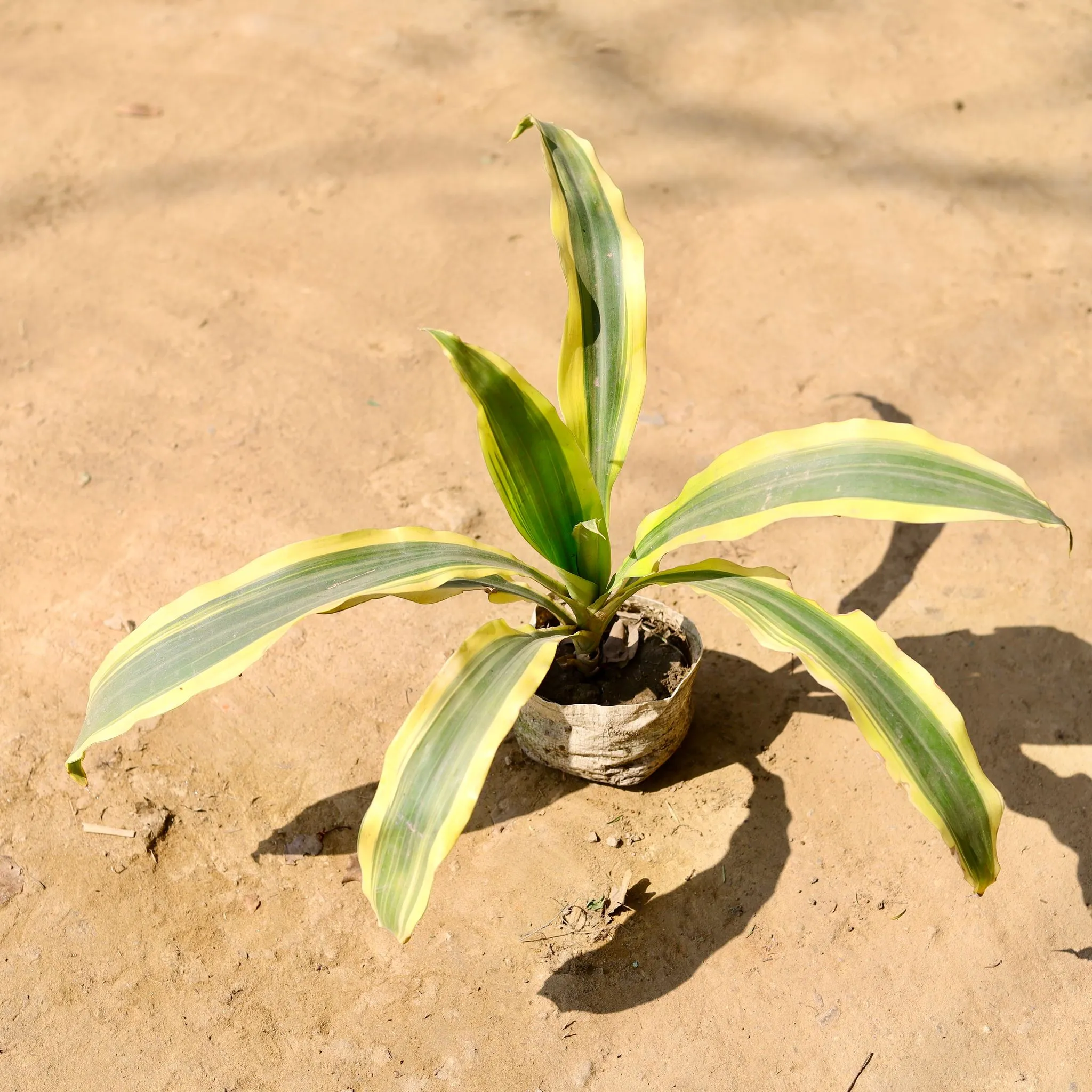 Dracaena Victoria in 4 Inch Nursery Bag