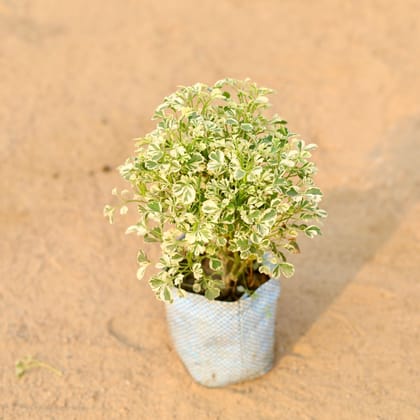 Buy Aralia Variegated Dwarf in 5 Inch Nursery Bag Online | Urvann.com