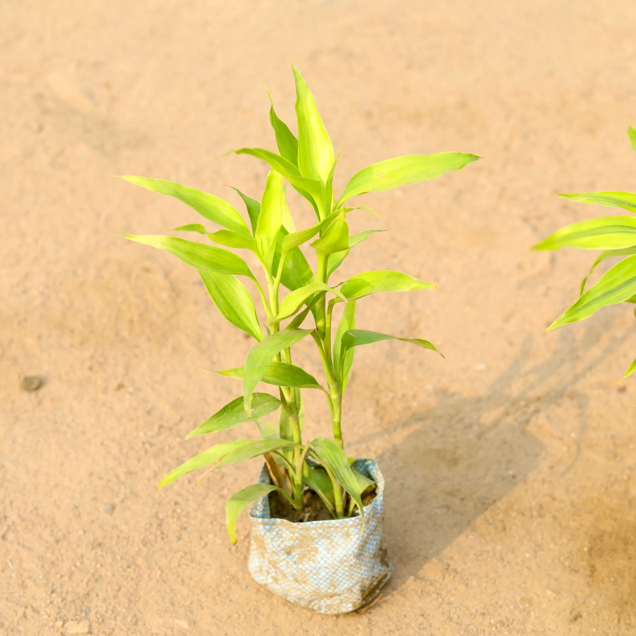 Golden Lucky Bamboo in 5 Inch Nursery Bag