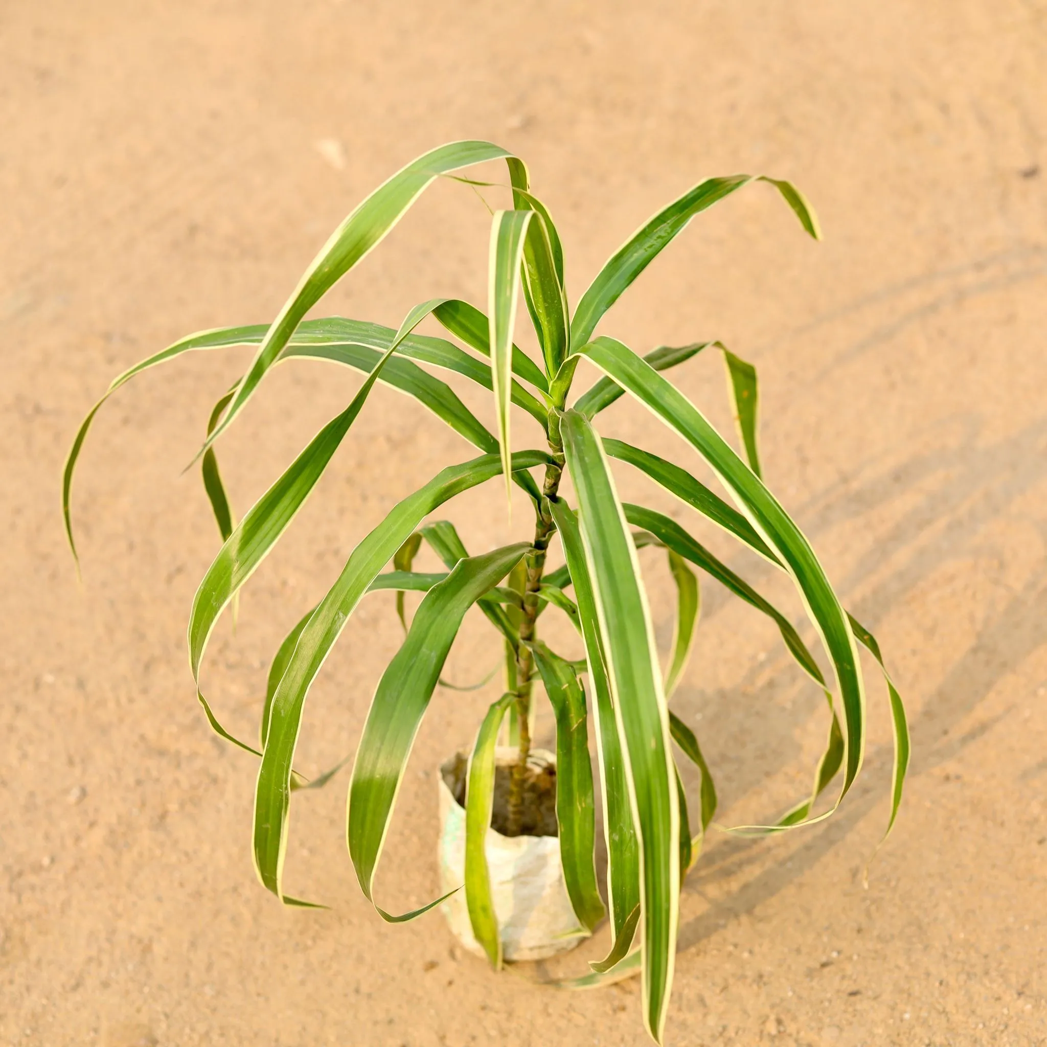 Dracaena Jamaica in 4 Inch Nursery Bag