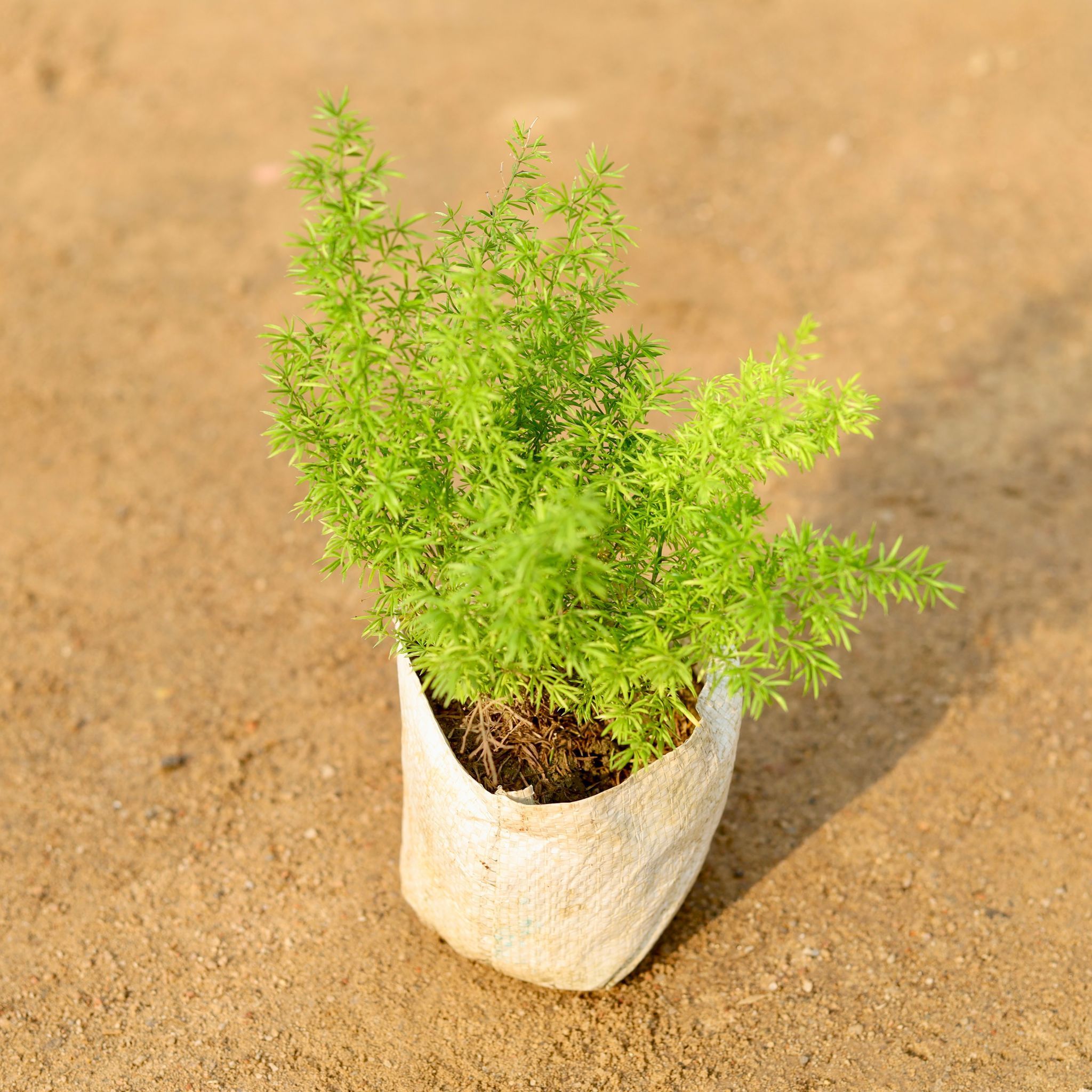 Fox Tail Mary Plant in 4 Inch Nursery Bag