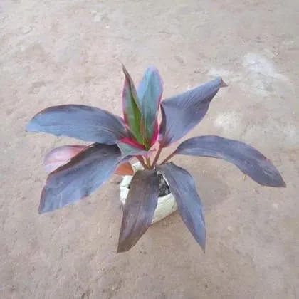 Dracaena Kedarnath / Ruby in 5 Inch Nursery Bag