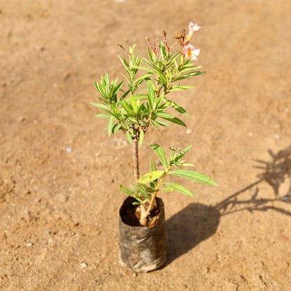 Buy Dwarf Kaner / Oleander (any colour) in 4 Inch Nursery Bag Online | Urvann.com