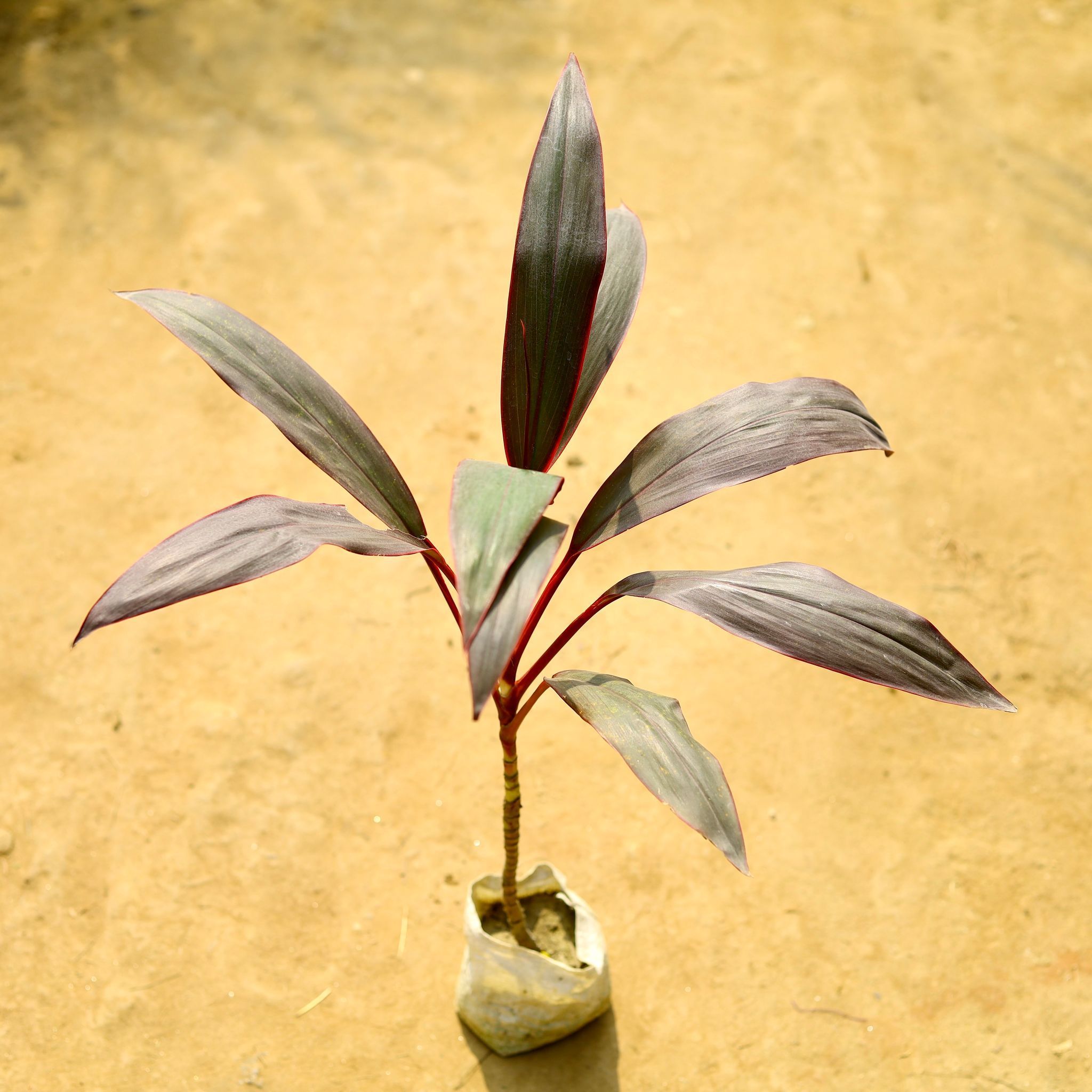 Dracaena Rosea in 4 Inch Nursery Bag