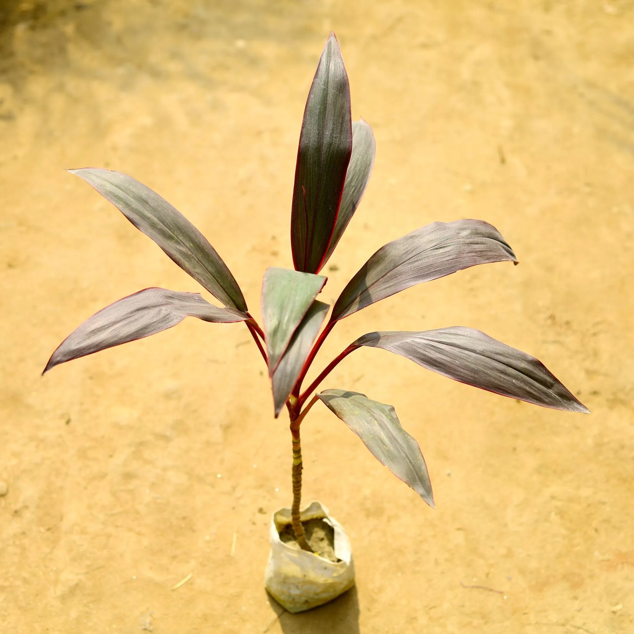 Dracaena Rosea in 4 Inch Nursery Bag