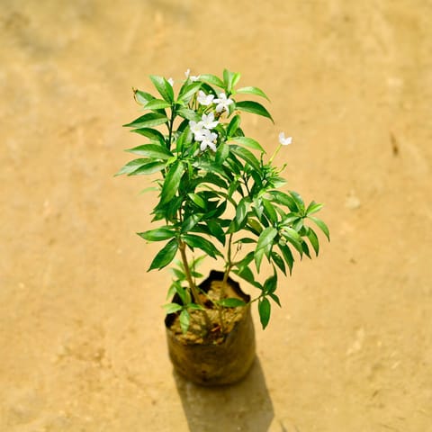 Chandni Dwarf in 4 Inch Nursery Bag