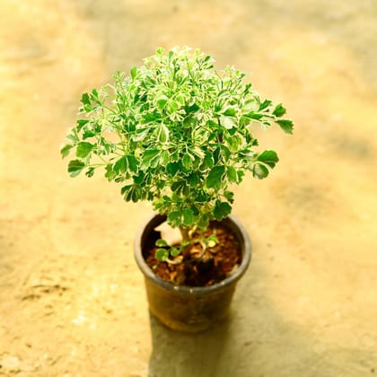 Buy Aralia White in 4 Inch Nursery Pot Online | Urvann.com