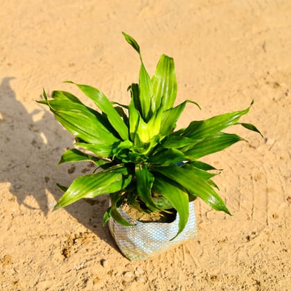 Buy Dracaena Compacta in 4 Inch Nursery Bag Online | Urvann.com