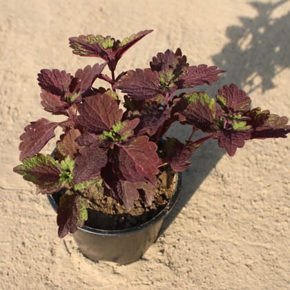Buy Coleus Brown in 6 Inch Black Nursery Pot Online | Urvann.com