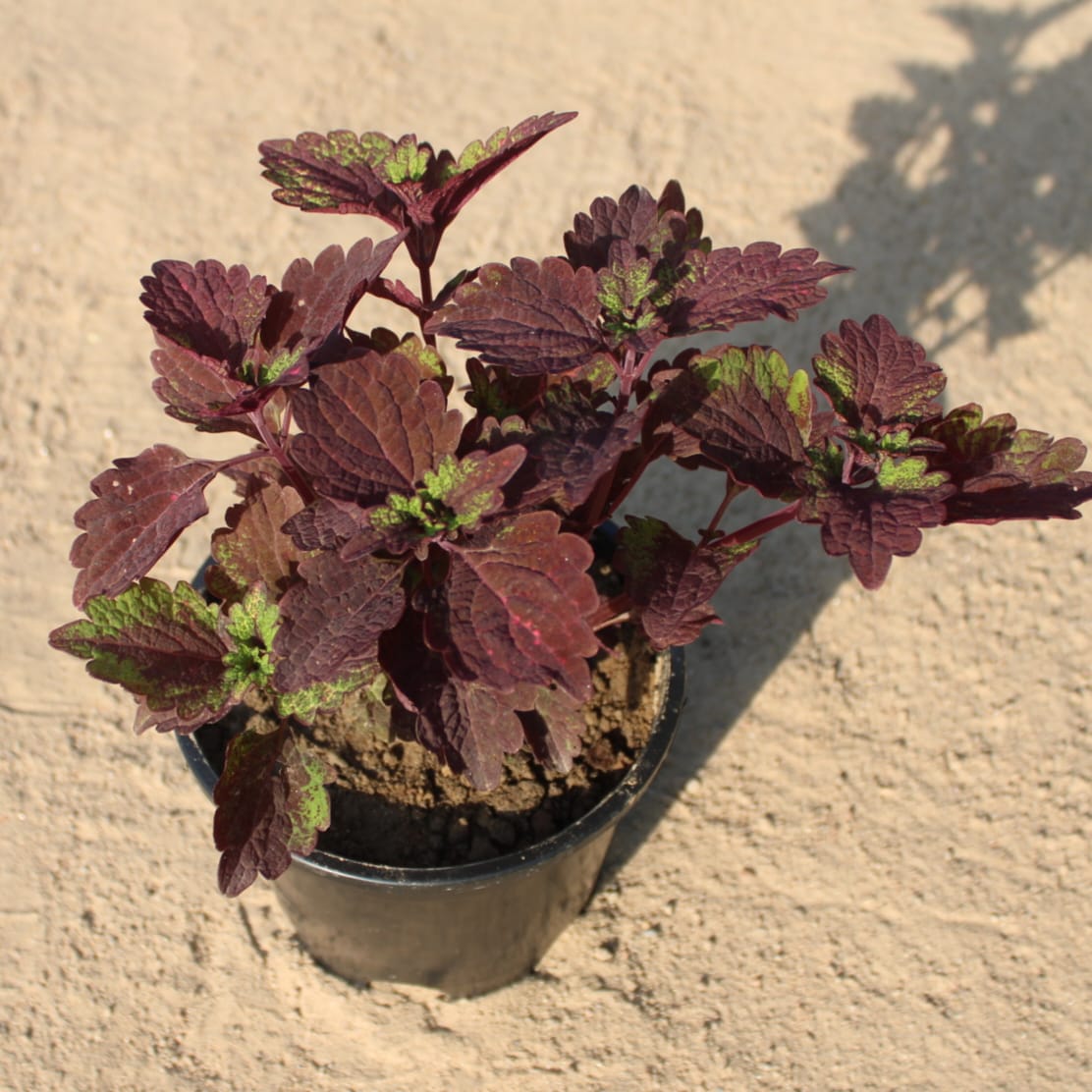 Coleus (any colour) in 6 Inch  Nursery Pot