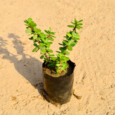 Lucky for Wealth Jade Plant in 4 Inch Nursery Bag