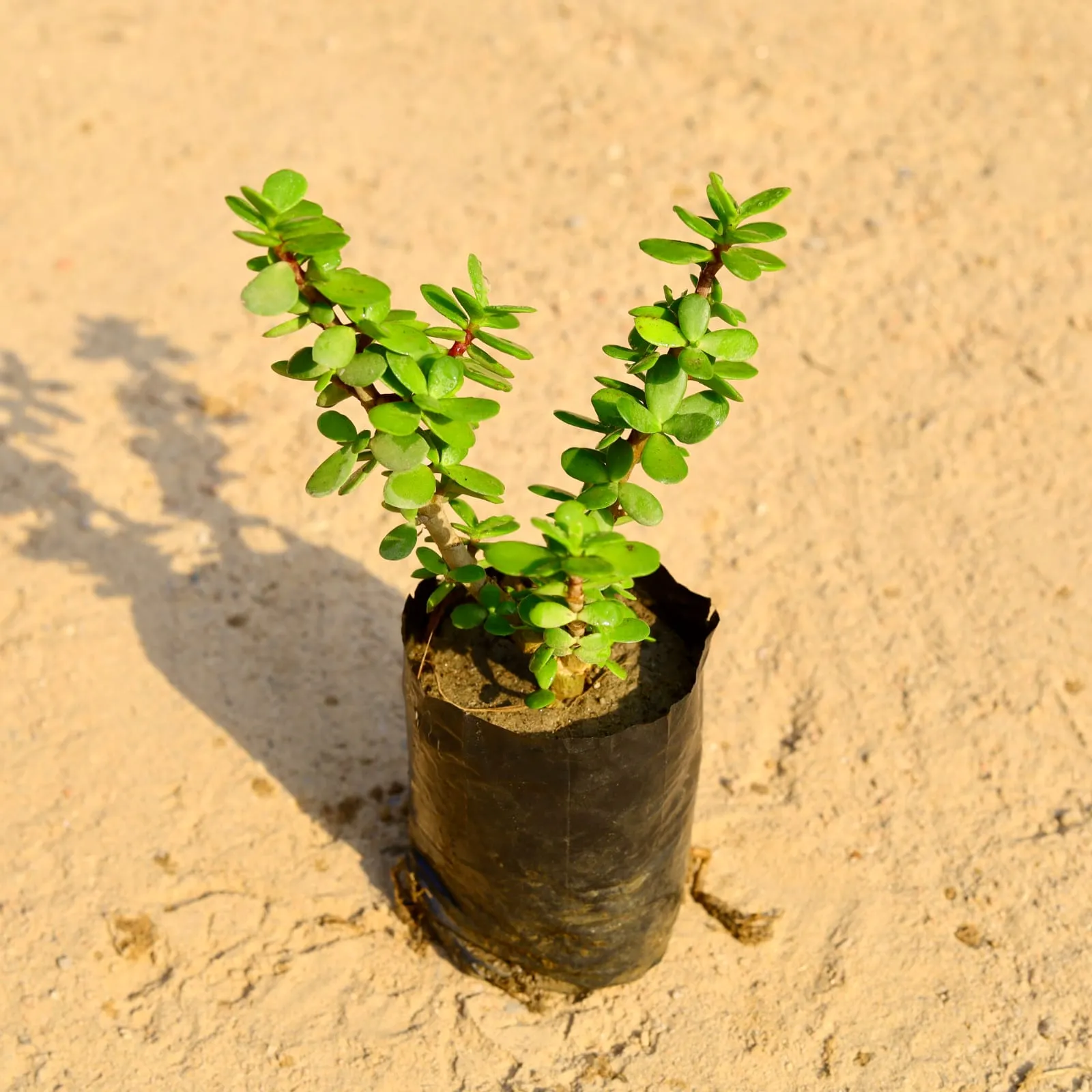 Jade Plant in 4 Inch Nursery Bag