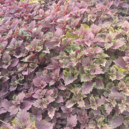 Coleus Brown in 4 Inch Nursery Bag