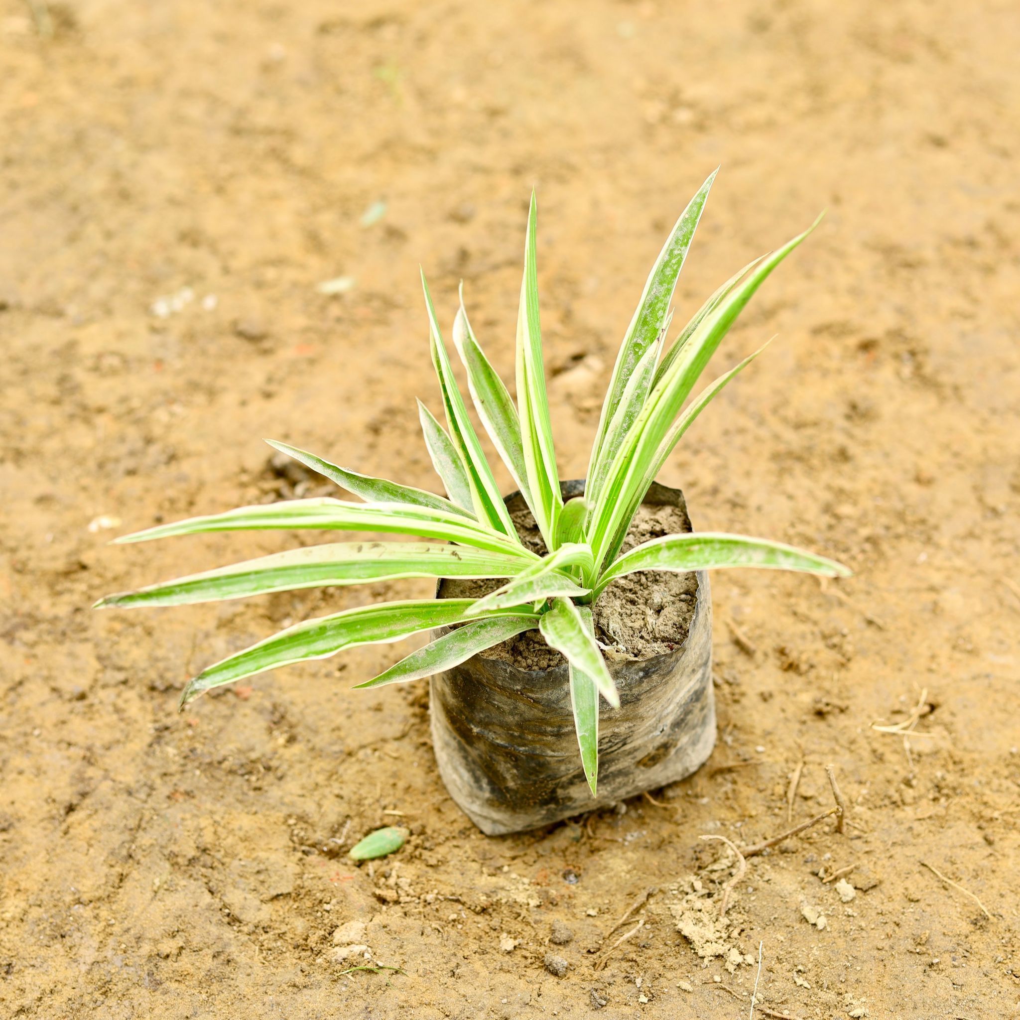 Air Purifying - Spider Plant in 5 Inch Nursery Bag