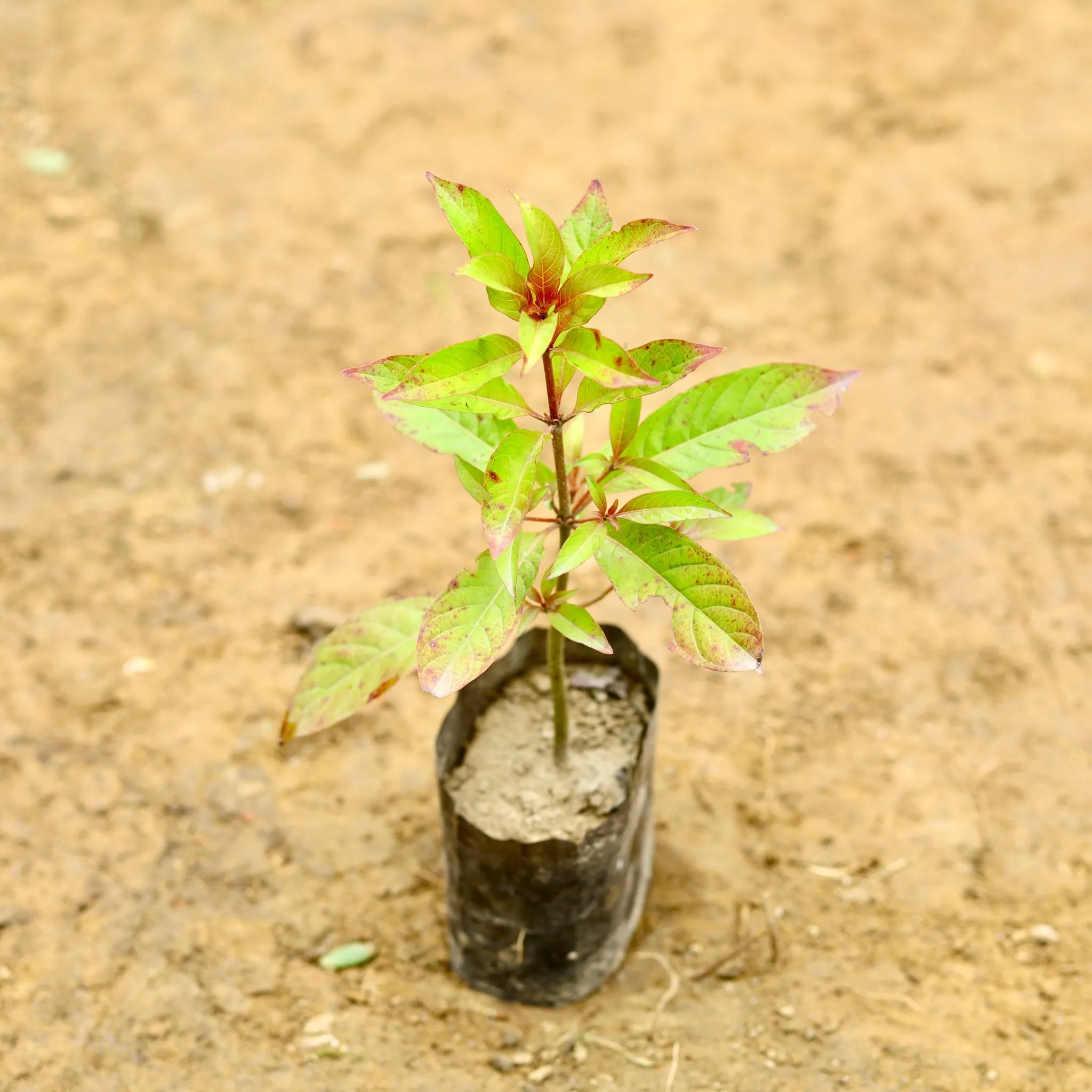 Hamelia (Any Colour) in 5 Inch Nursery Bag