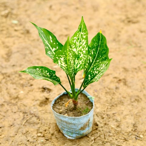 Air Purifying - Aglaonema Snow White in 4 Inch Nursery Bag